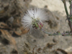 Angiospermae