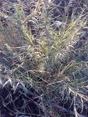 Aldama linearis