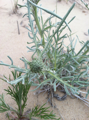 Cirsium pitcheri