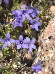 Campanula reverchonii