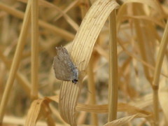 Papilionoidea