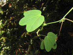 Passiflora resticulata
