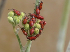 Hemiptera