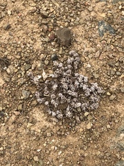 Psilocarphus brevissimus