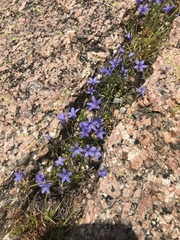 Campanula reverchonii