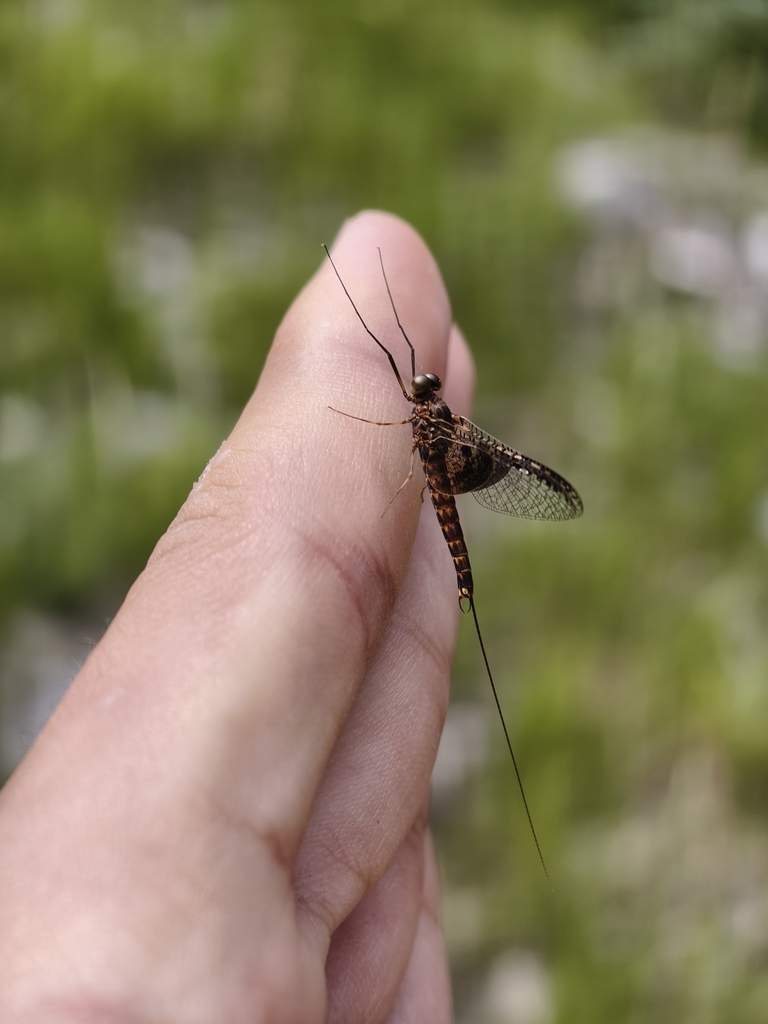 Siphlonurus davidi