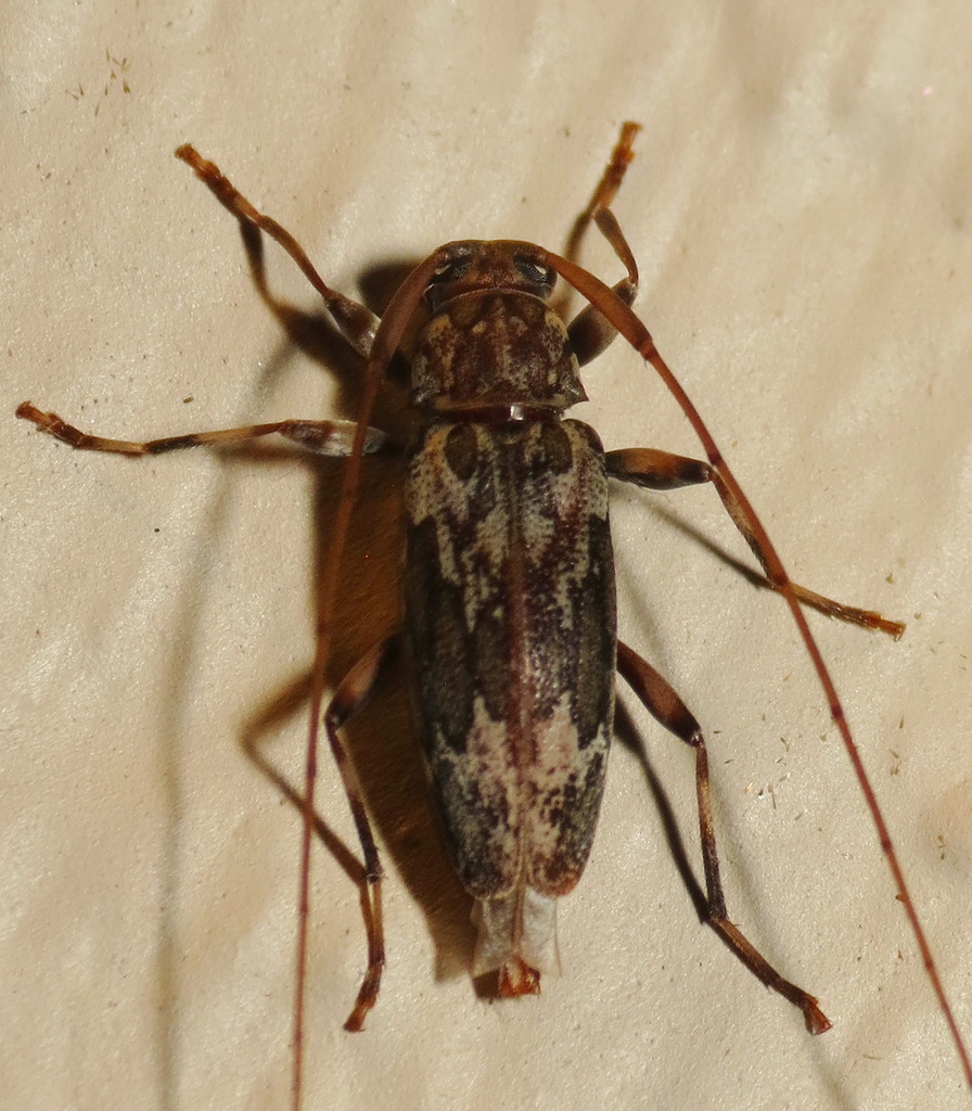 Dark-stained Longhorned Beetle