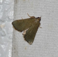 Hypsopygia nostralis