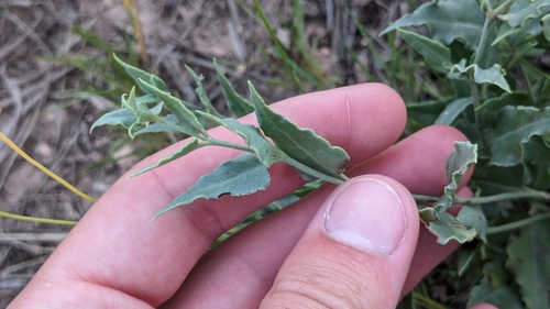 Image of Acleisanthes longiflora by (c) Joseph Aubert, some rights reserved (CC BY)
