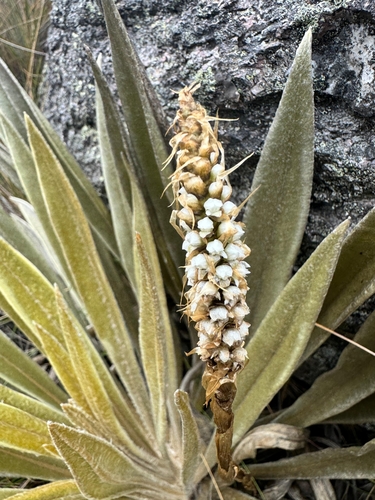 Aa paleacea