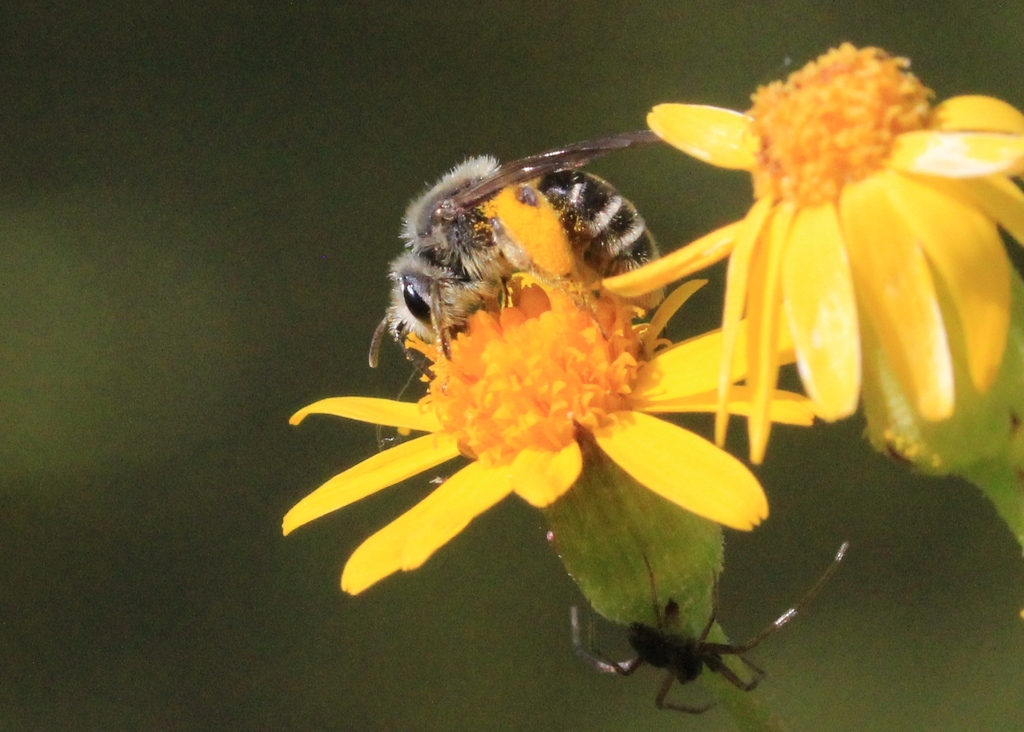 Andrena gardineri