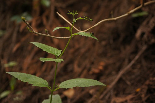 Scrophularia musashiensis iNat (2)