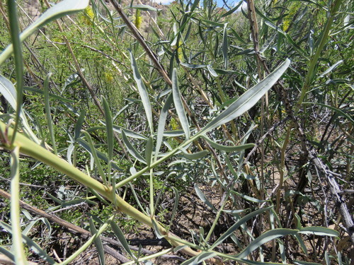 Desert Prince's Plume