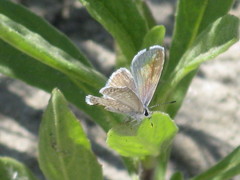 Hemiargus ceraunus