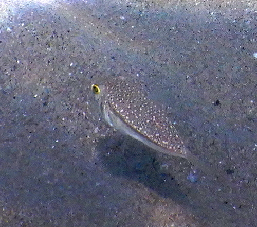 Cheek-barred toadfish (Torquigener hypselogeneion) — Tetraodontidae