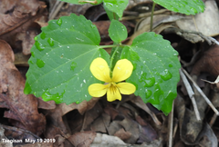 Viola orientalis