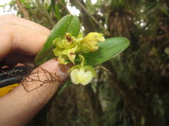 Epidendrum renilabium