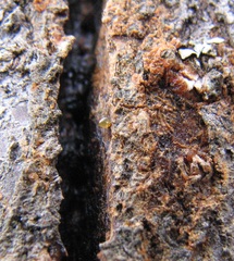 Chaenothecopsis perforata
