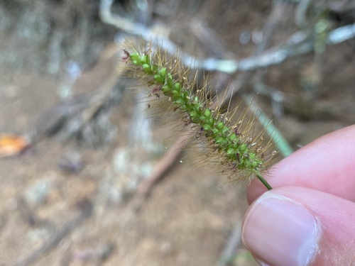 Setaria parviflora observed 2024-06-07