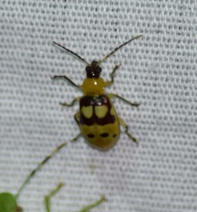 Paranapiacaba connexa