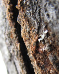 Chaenothecopsis perforata