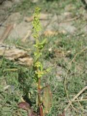 Angiospermae