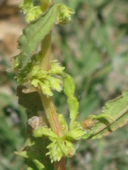 Angiospermae