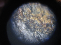 Chaenothecopsis perforata