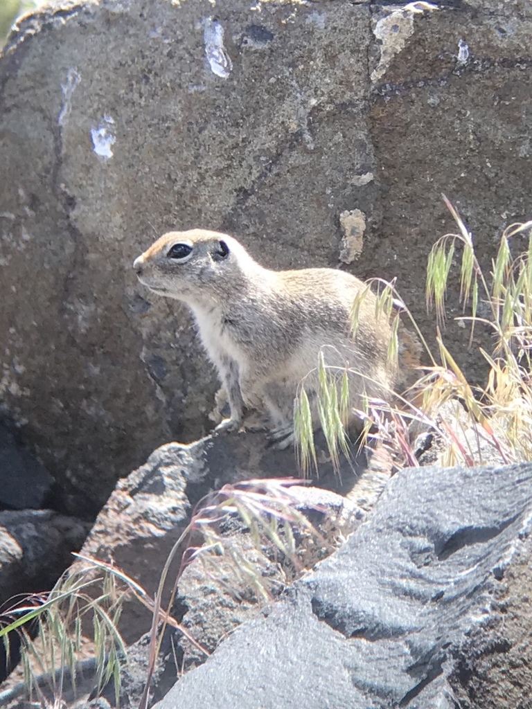 Townsend's Ground Squirrel