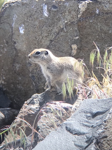 Townsend's Ground Squirrel