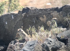 Urocitellus townsendii