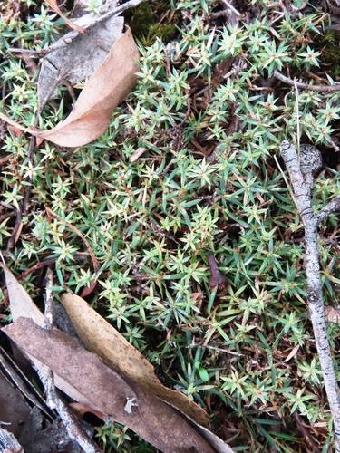 Styphelia humifusa, photograph 4