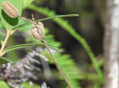 Helicteres angustifolia
