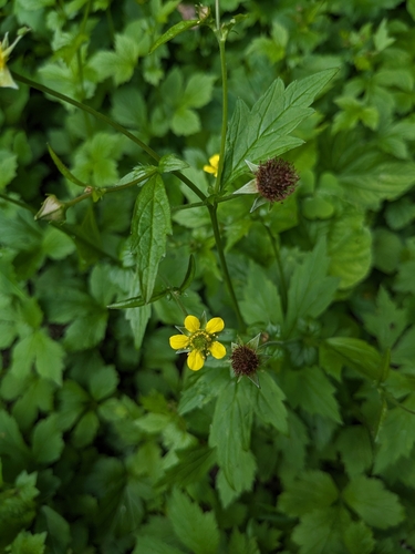 Plaukuotoji žiognagė nuotrauka