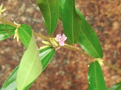 Helicteres angustifolia