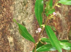Helicteres angustifolia