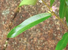 Helicteres angustifolia