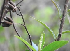 Helicteres angustifolia