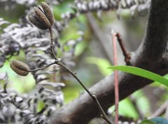 Helicteres angustifolia