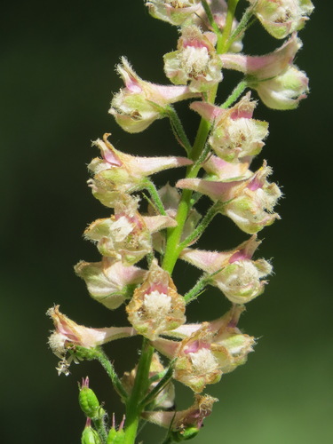 Image of Delphinium californicum by (c) Garth Harwood, some rights reserved (CC BY)