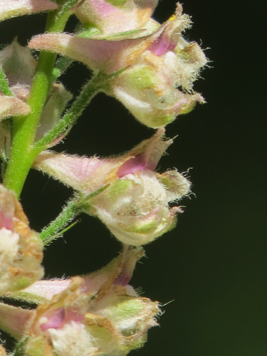 Image of Delphinium californicum by (c) Garth Harwood, some rights reserved (CC BY)