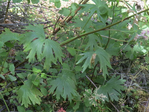Image of Delphinium californicum by (c) Garth Harwood, some rights reserved (CC BY)