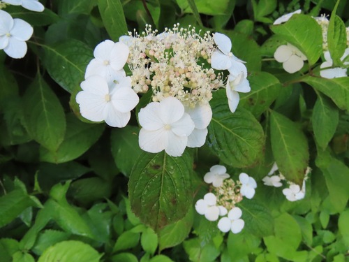 Hydrangea serrata