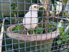 Acridotheres melanopterus