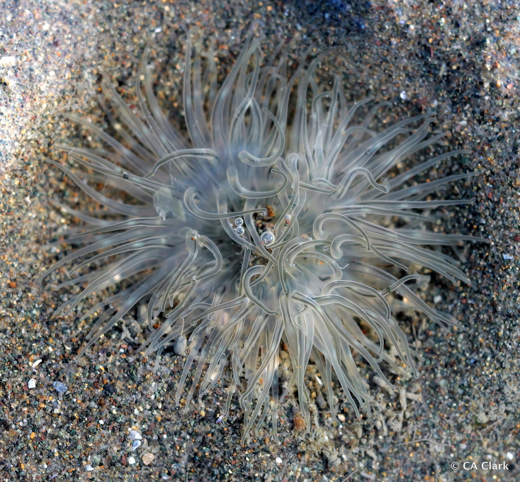 white burrowing anemone