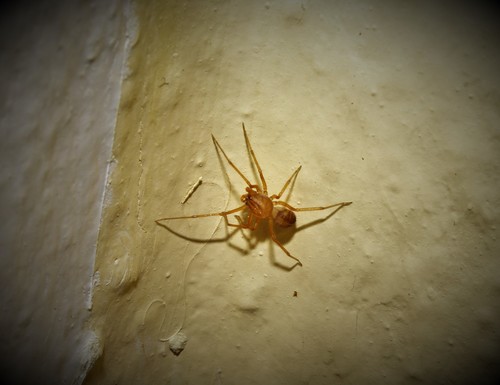 Scytodes velutina
