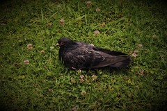 Columba livia domestica