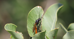 Elaphroptera