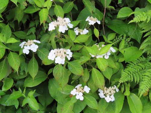 Hydrangea serrata