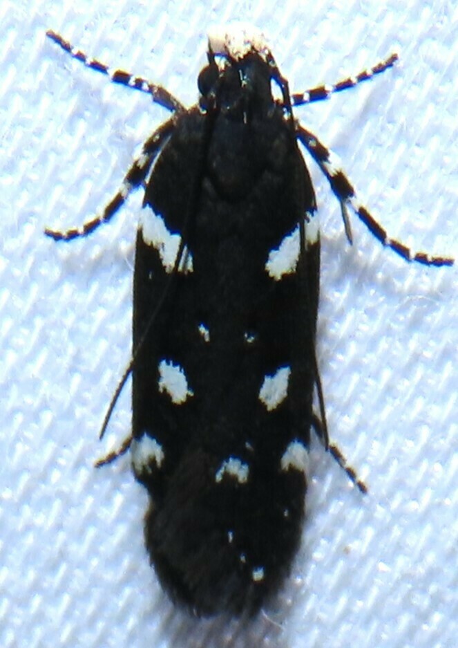 Six-spotted Aroga